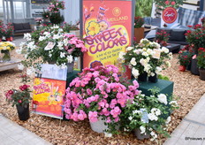 En een preview op de locatie van Meilland was Street Colors. Goed voor in de pot en landscaping. In 2023 zal deze lijn commerciel worden.